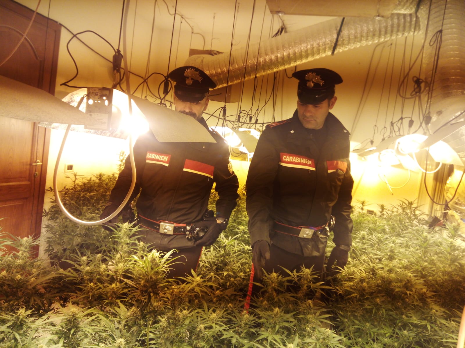 Olbia, blitz a San Simplicio: scoperta maxi piantagione droga in appartamento