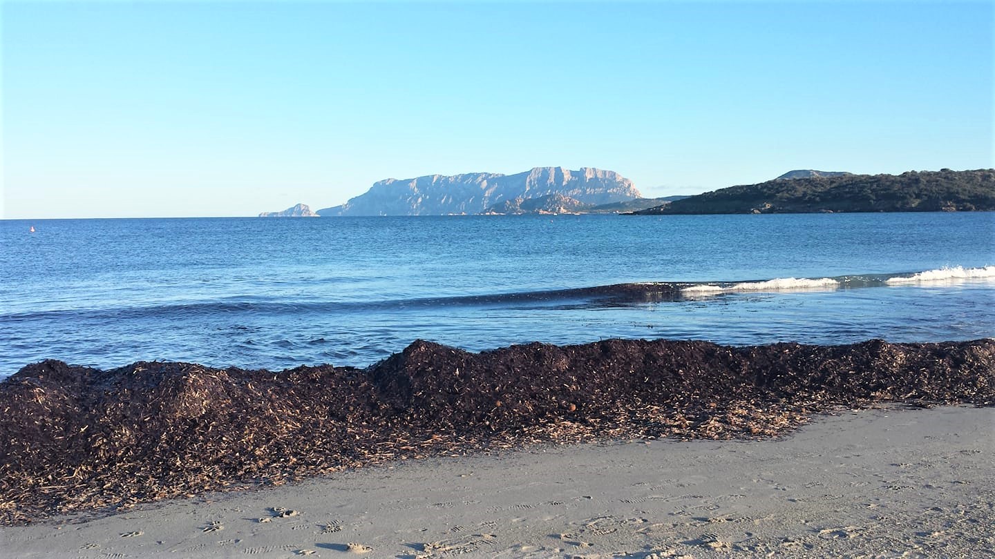 Sardegna, Posidonia oceanica: una proposta di legge per la gestione