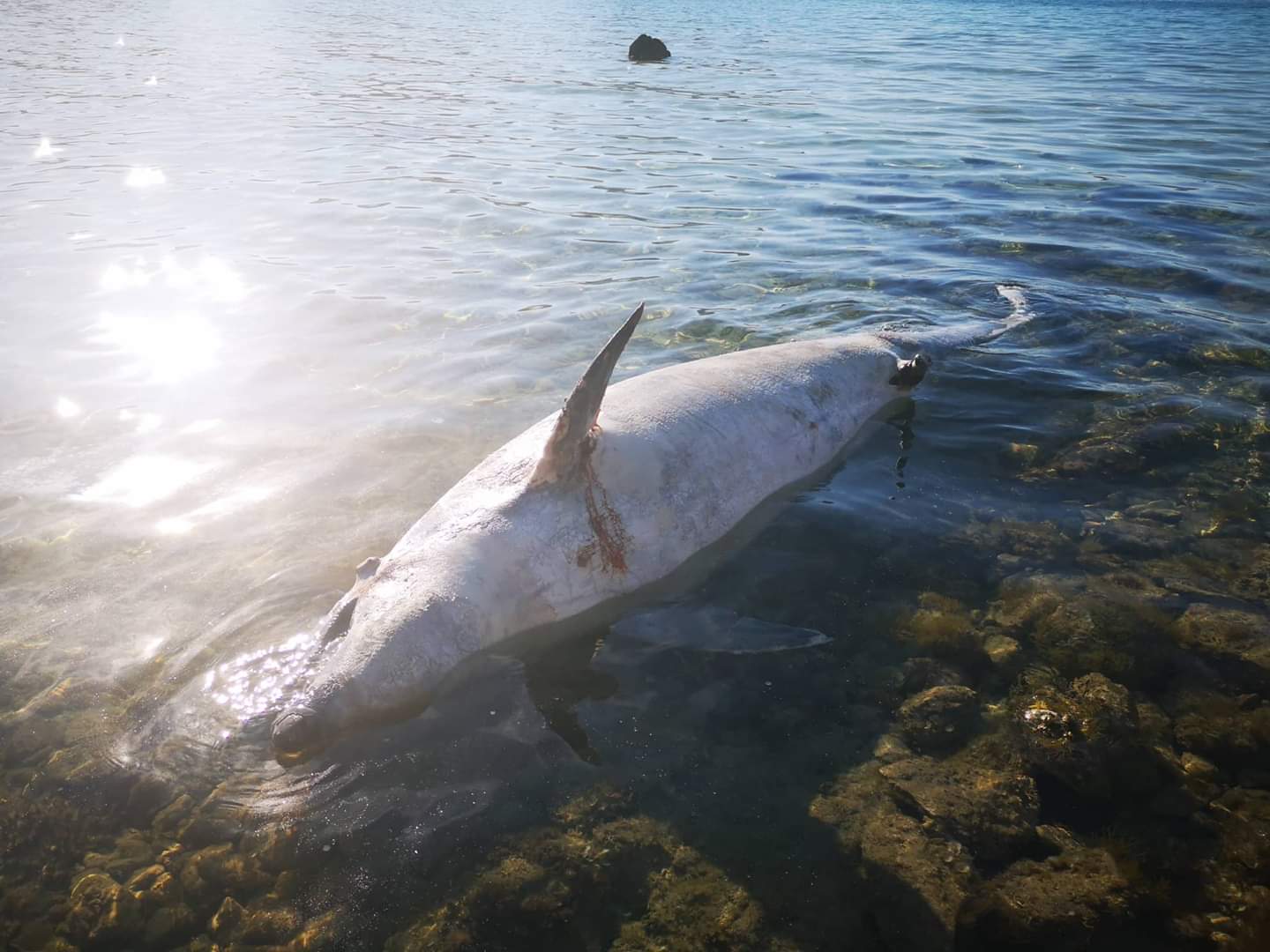 Golfo Aranci: trovato delfino morto