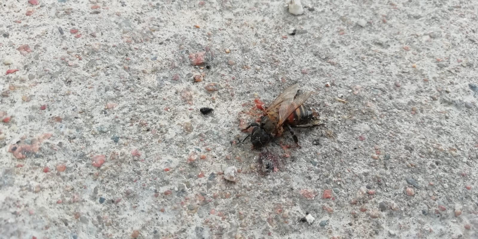 Olbia: moria di api in via Petta