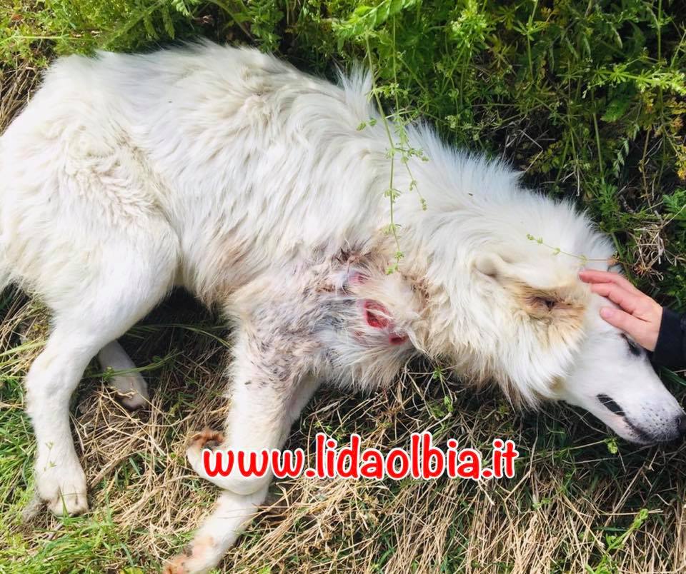 Olbia: cane fucilato in campagna