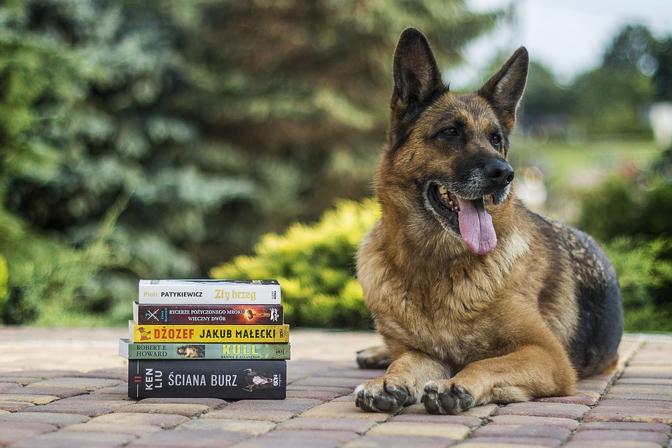 Arzachena, biblioteca: apre il dog bar