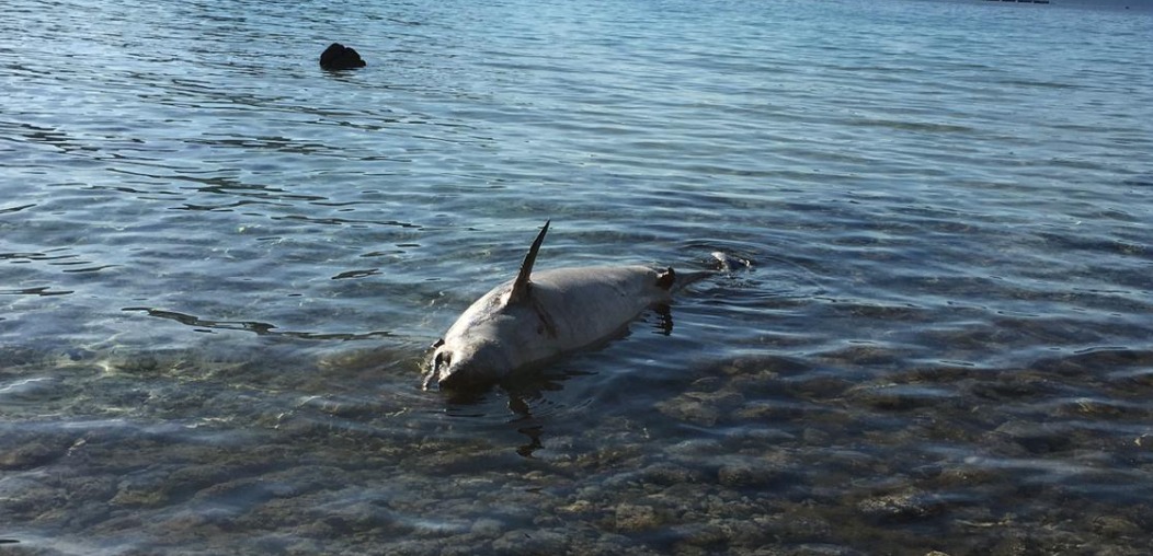 Sardegna: raro  globicefalo trovato in spiaggia  senza vita