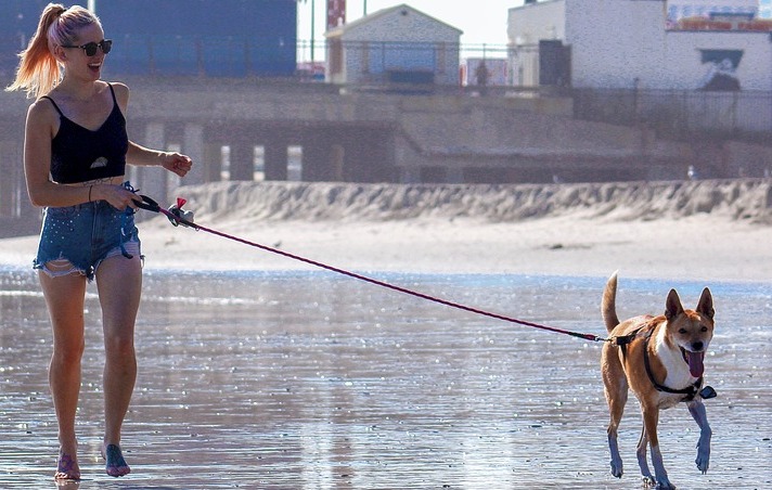 Gallura: sempre più dog beach per i nostri cani
