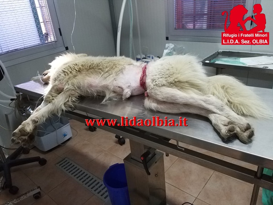 Olbia: cane segato in due da filo di ferro dei bracconieri