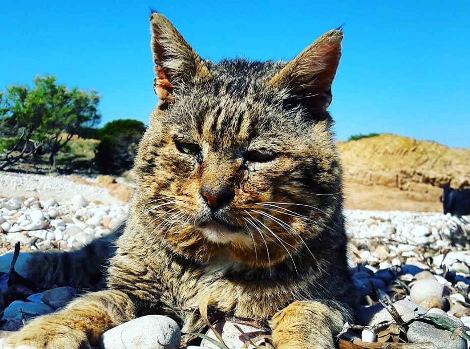 Tavolara, addio a Muscione: 20 anni di regno tra fusa e coccole