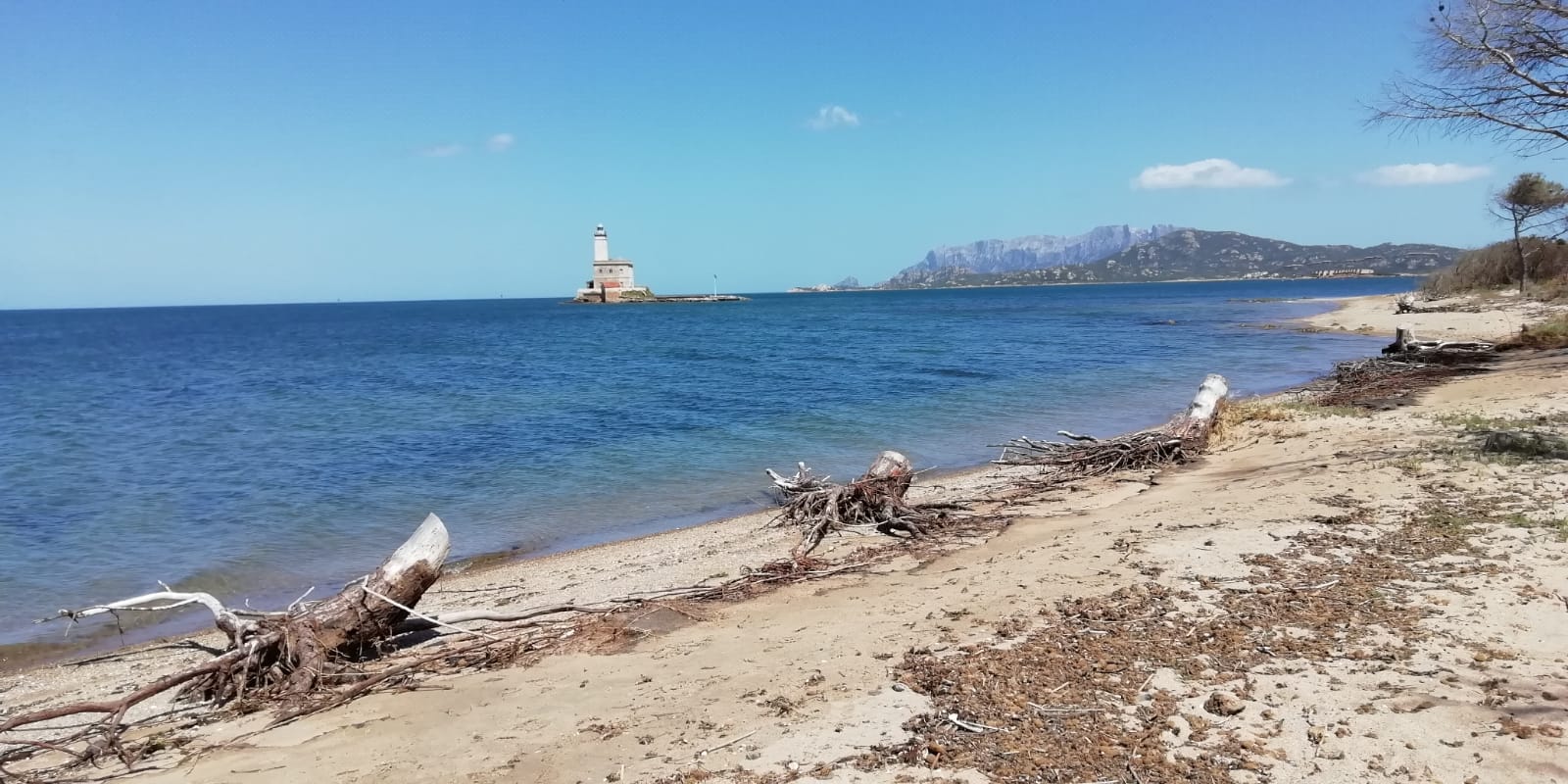 Olbia, il fascino perduto del Lido del Sole: discariche, alberi tagliati e pineta morente