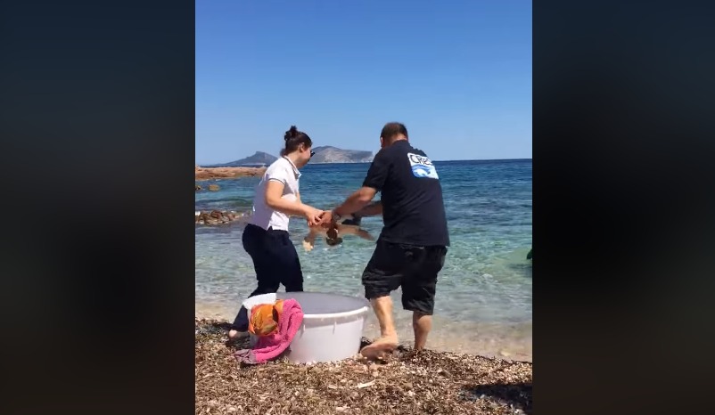 Olbia, tartaruga liberata a Tavolara: aveva ingerito plastica