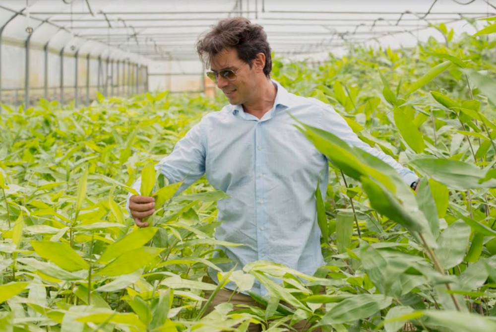 A Olbia ecco il bambù gigante: super food e nuova risorsa economica