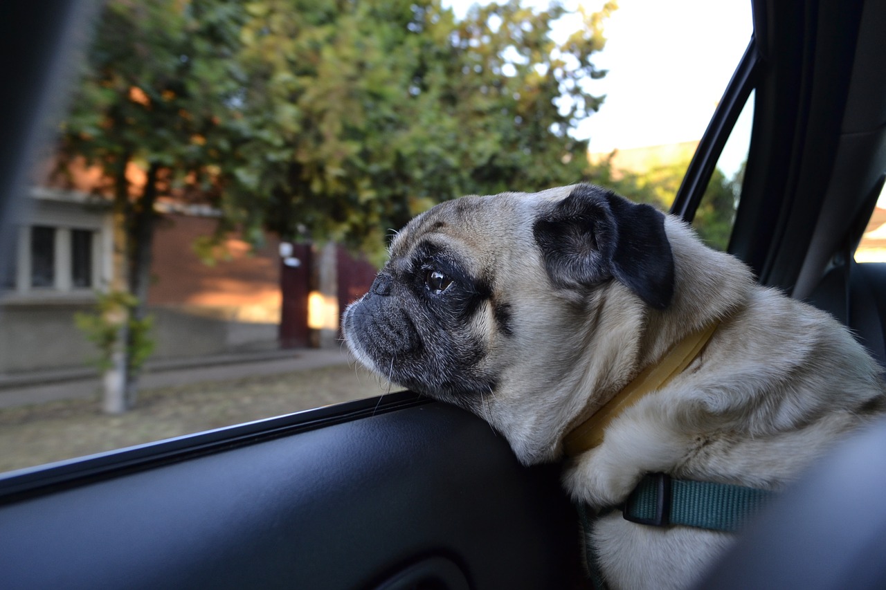 Gallura, caldo torrido: cani in auto, 6 minuti per morire
