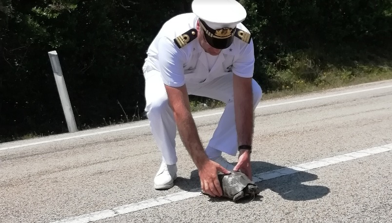 Golfo Aranci: militari salvano una tartaruga