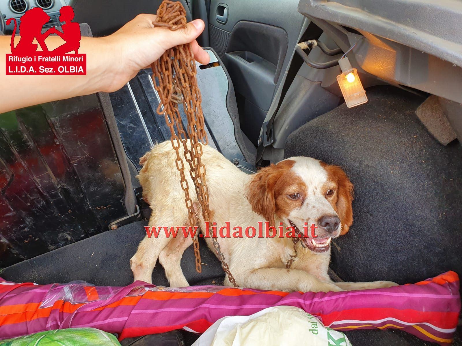 Olbia: cane legato a catena vicino a incendio, bruciato e mangiato dai vermi