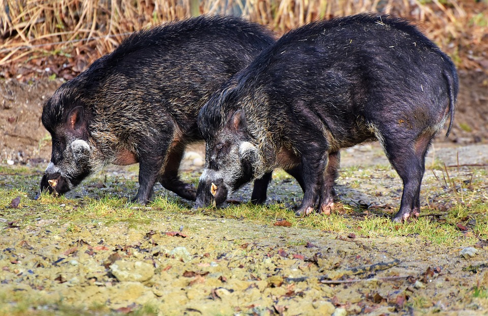 Aglientu: investono cinghiale, ma era scongelato. 2 persone indagate per truffa