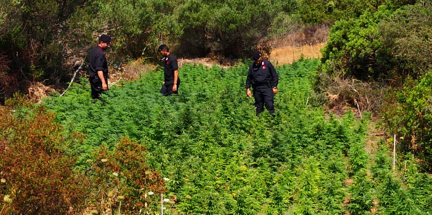 Golfo Aranci, mega piantagione cannabis sul mare: avrebbe fruttato oltre 1 mln di euro