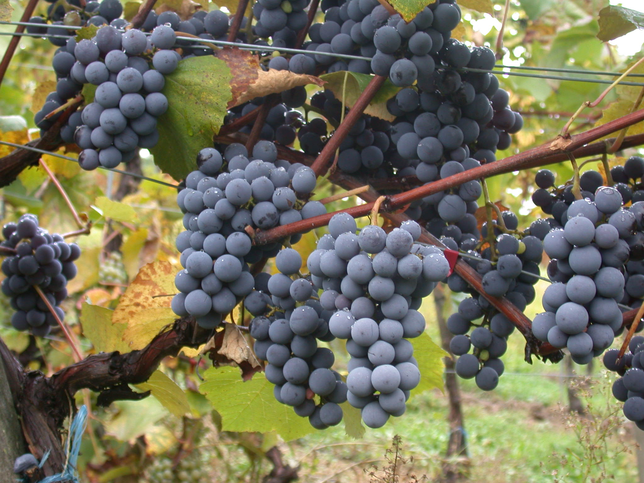 Sardegna, vino Cannonau: domani i risultati di Migliorvino