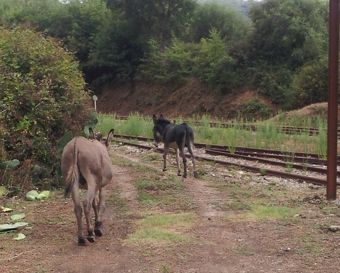 Gallura: asini vicino ai binari, l'appello sui social attiva il pronto recupero