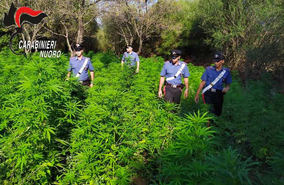 Budoni e San Teodoro, coltiva mille piante di marijuana: arrestato
