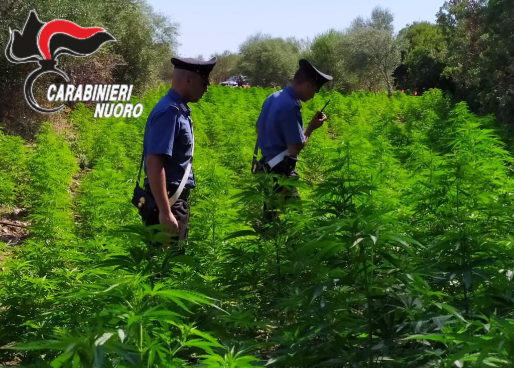 Budoni: scoperta maxi piantagione di cannabis
