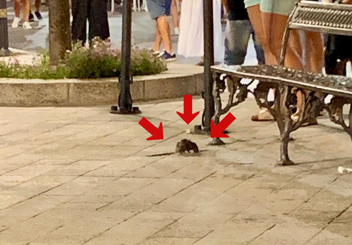 A Olbia i topi passeggiano in piazza