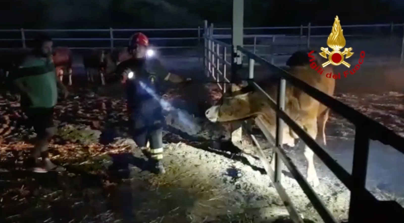*VIDEO* Palau, toro intrappolato: lo salvano i Pompieri