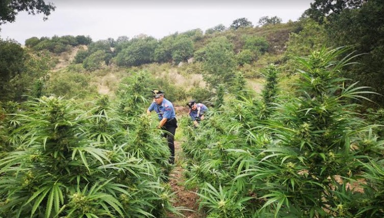 Piantagione di cannabis nascosta tra la vegetazione: ennesimo sequestro