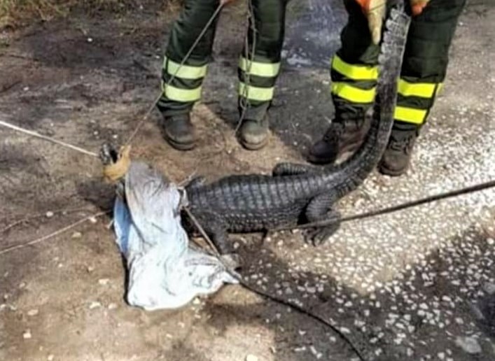 Sardegna: catturato JACK, il coccodrillo scomparso