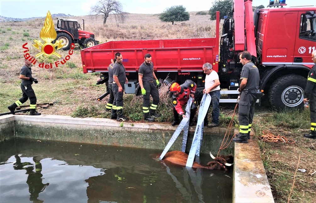 Sardegna: vigili del fuoco salvano bovino finito in un vascone