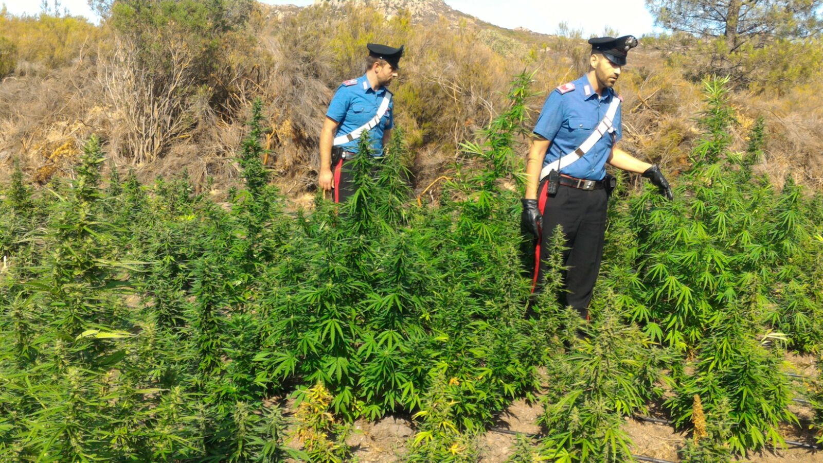 Coltiva cannabis in campagna: arrestato