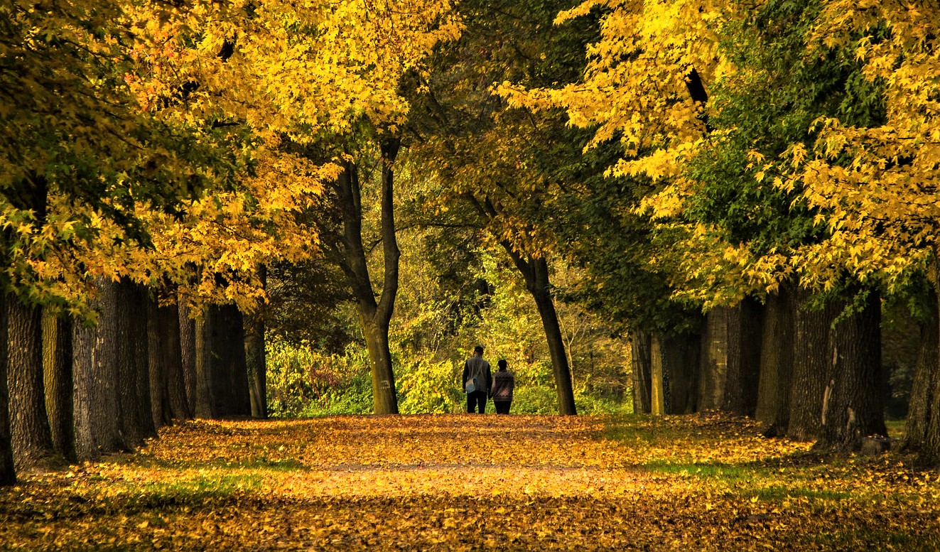 Gallura, suggestivo foliage: la natura sfoggia i colori dell'autunno