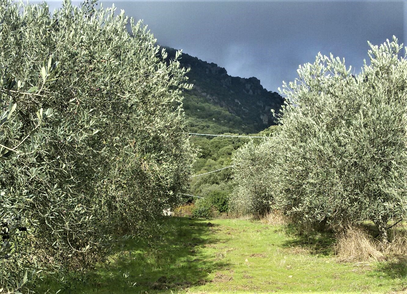 Berchidda: torna la 