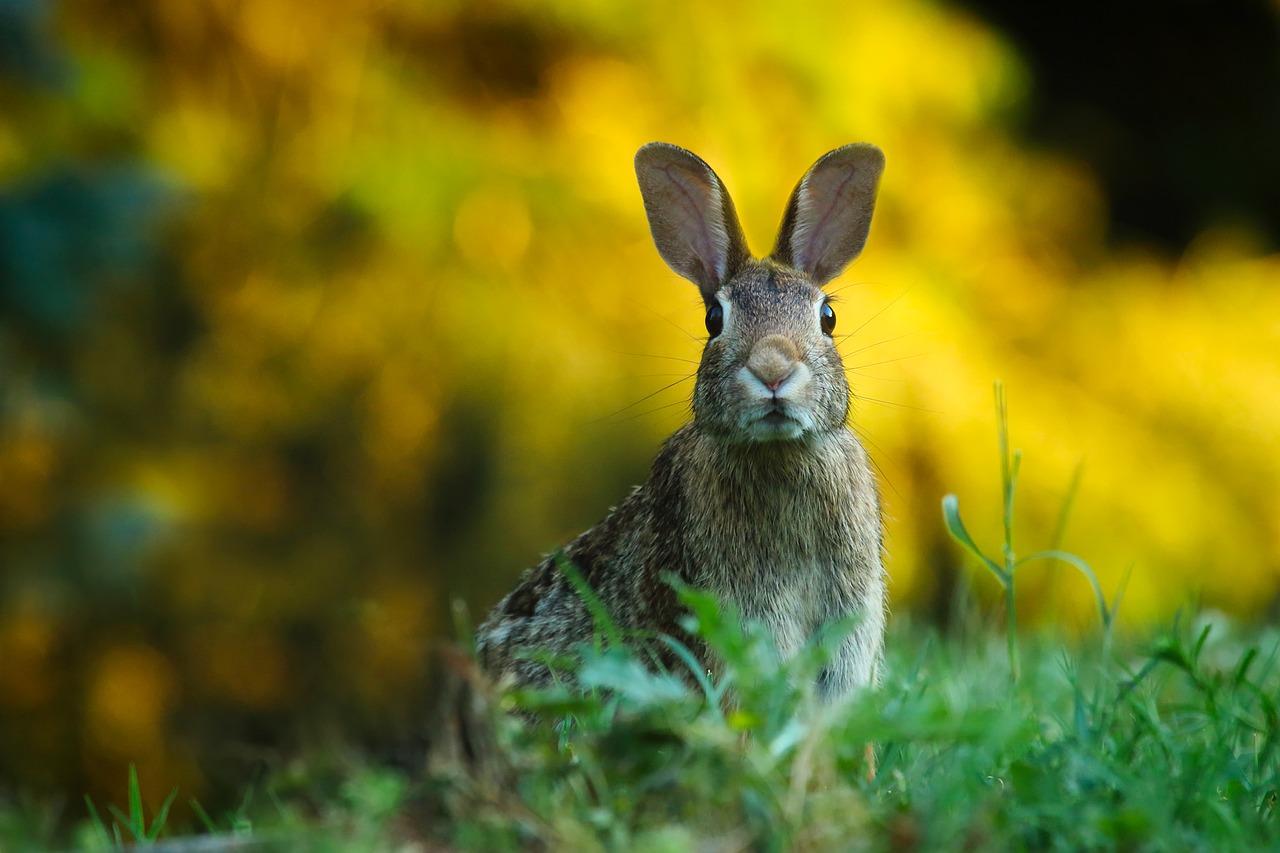 Il Tar  dice basta alla caccia ai conigli selvatici sardi