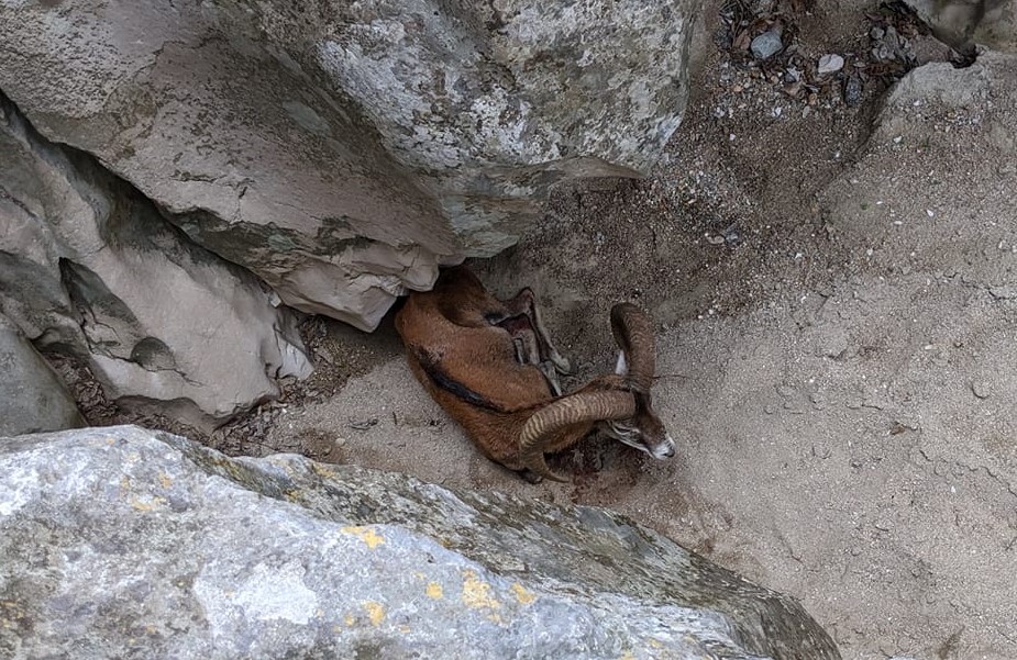 Escursionisti olbiesi  salvano muflone in pericolo di vita