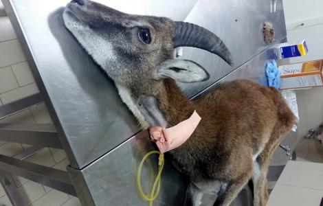 3 km a piedi non bastano per salvare la vita ad un cucciolo di muflone