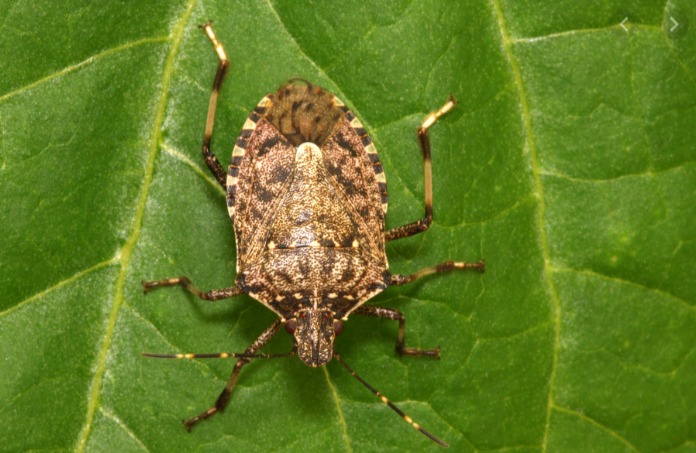 Sardegna, agricoltura: allarme per l'invasione della cimice asiatica