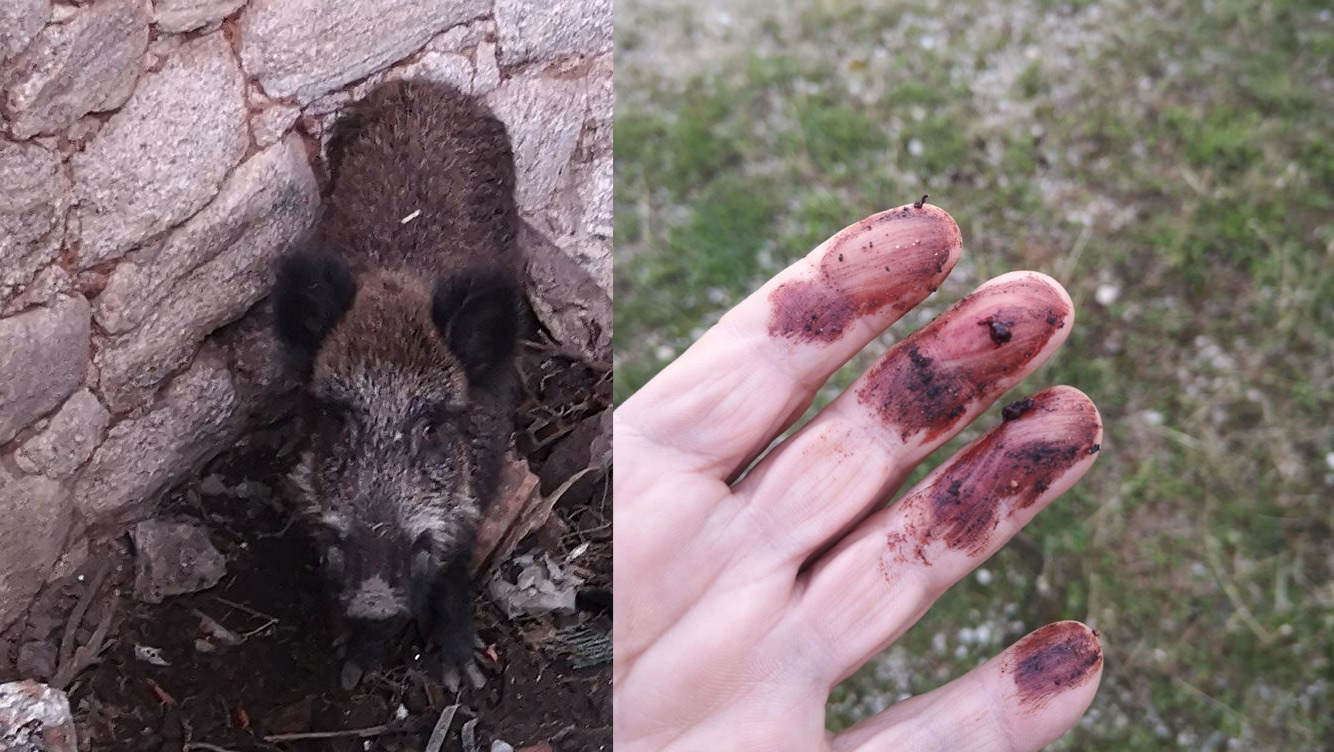 Golfo Aranci: cinghiale intrappolato ucciso da bracconieri