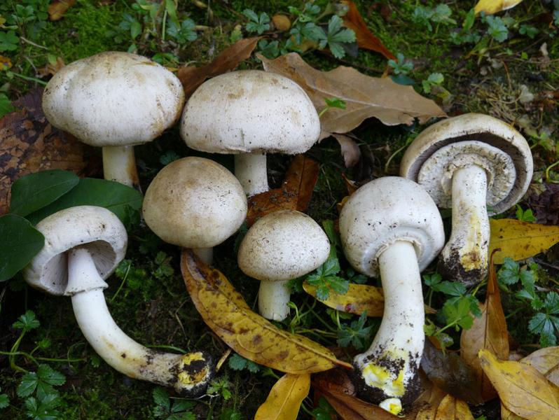 Tempio, funghi tossici: 3 persone al Pronto soccorso