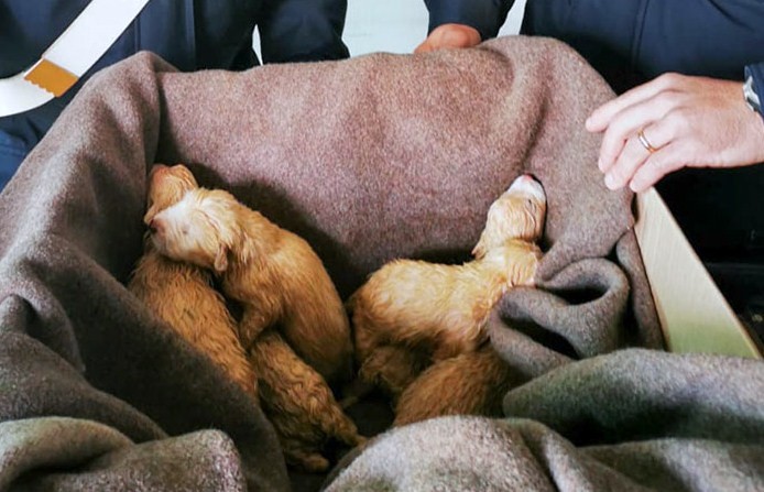 Sardegna: 6 cuccioli chiusi in un sacco salvati dai carabinieri
