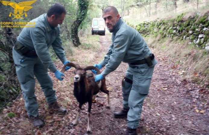 Sardegna: i forestali in soccorso a muflone malato