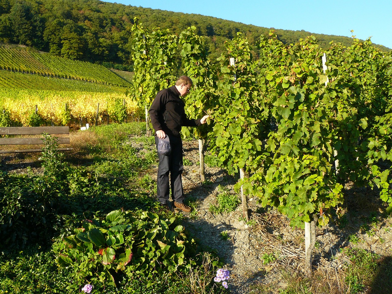 Luogosanto, cantine Siddùra: più qualità  a dispetto del clima