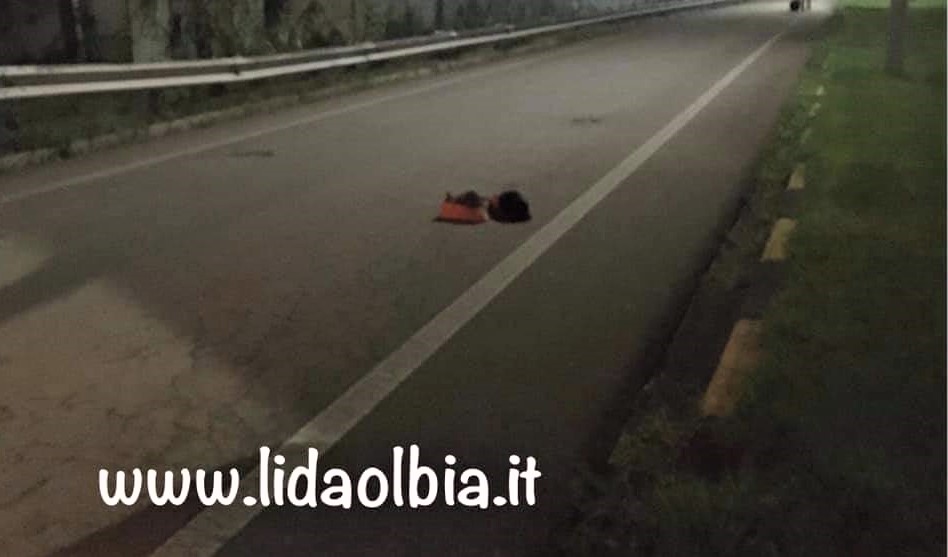 Olbia: gattini legati e buttati in strada per essere investiti