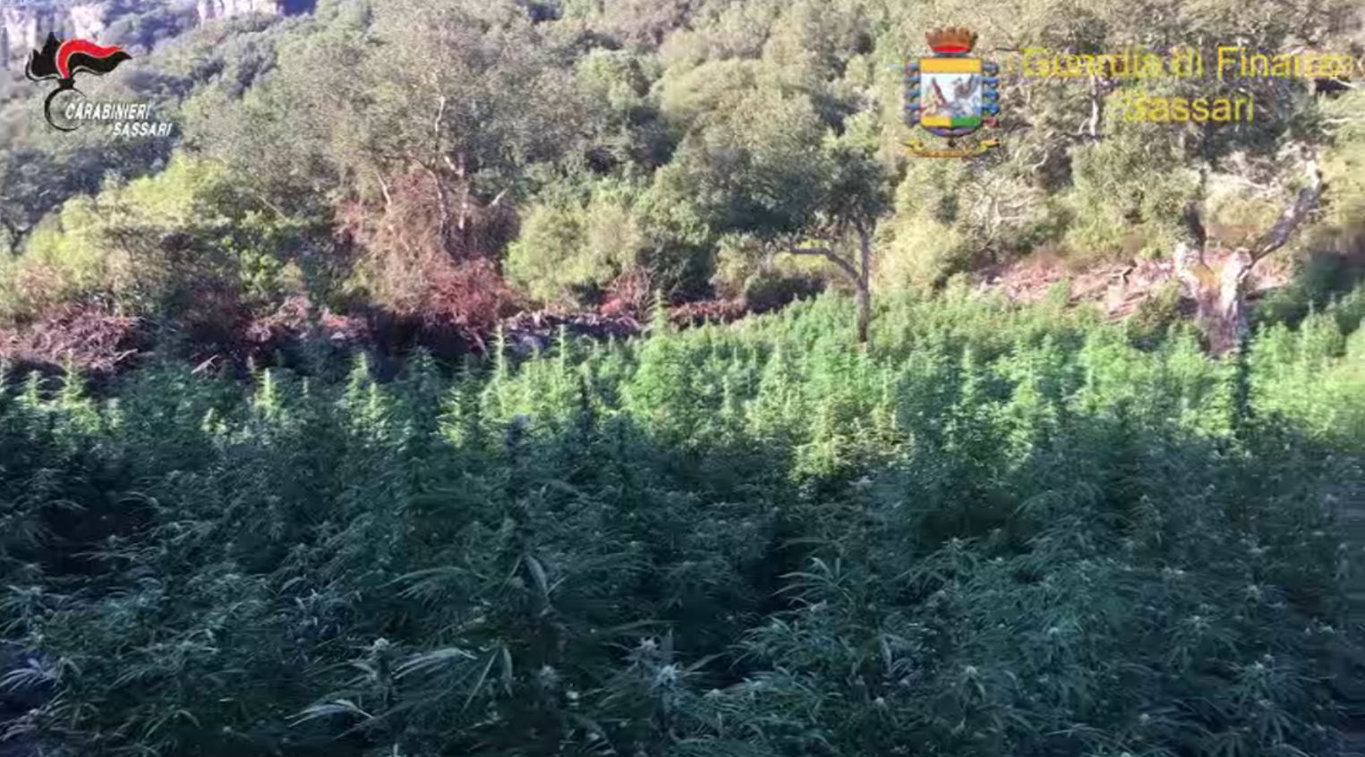 2500 piante di marijuana: 5 indagati