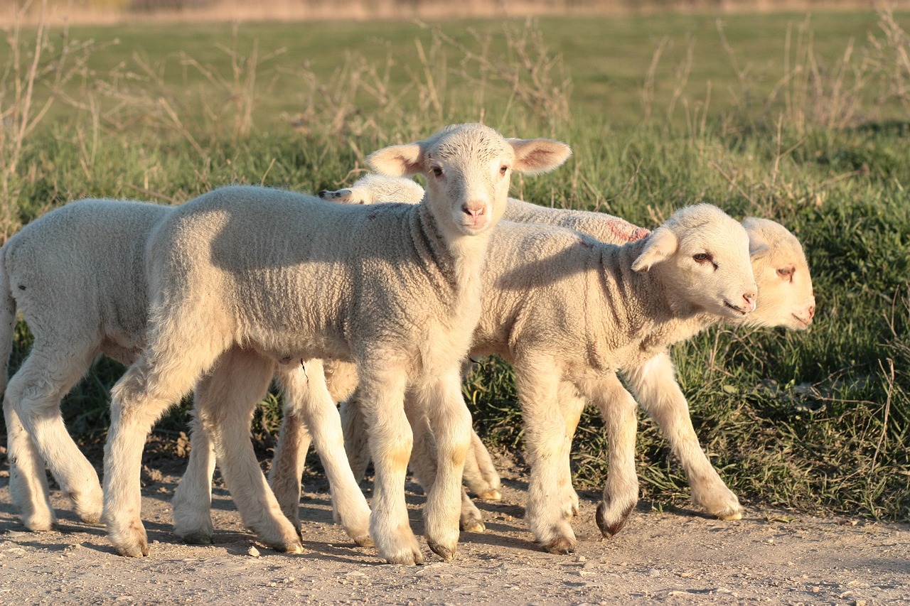 Sardegna, l'agnello Igp sardo vola: incrementa prezzo e vendita