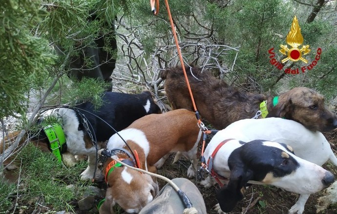 5 cani cadono in dirupo: spettacolare salvataggio