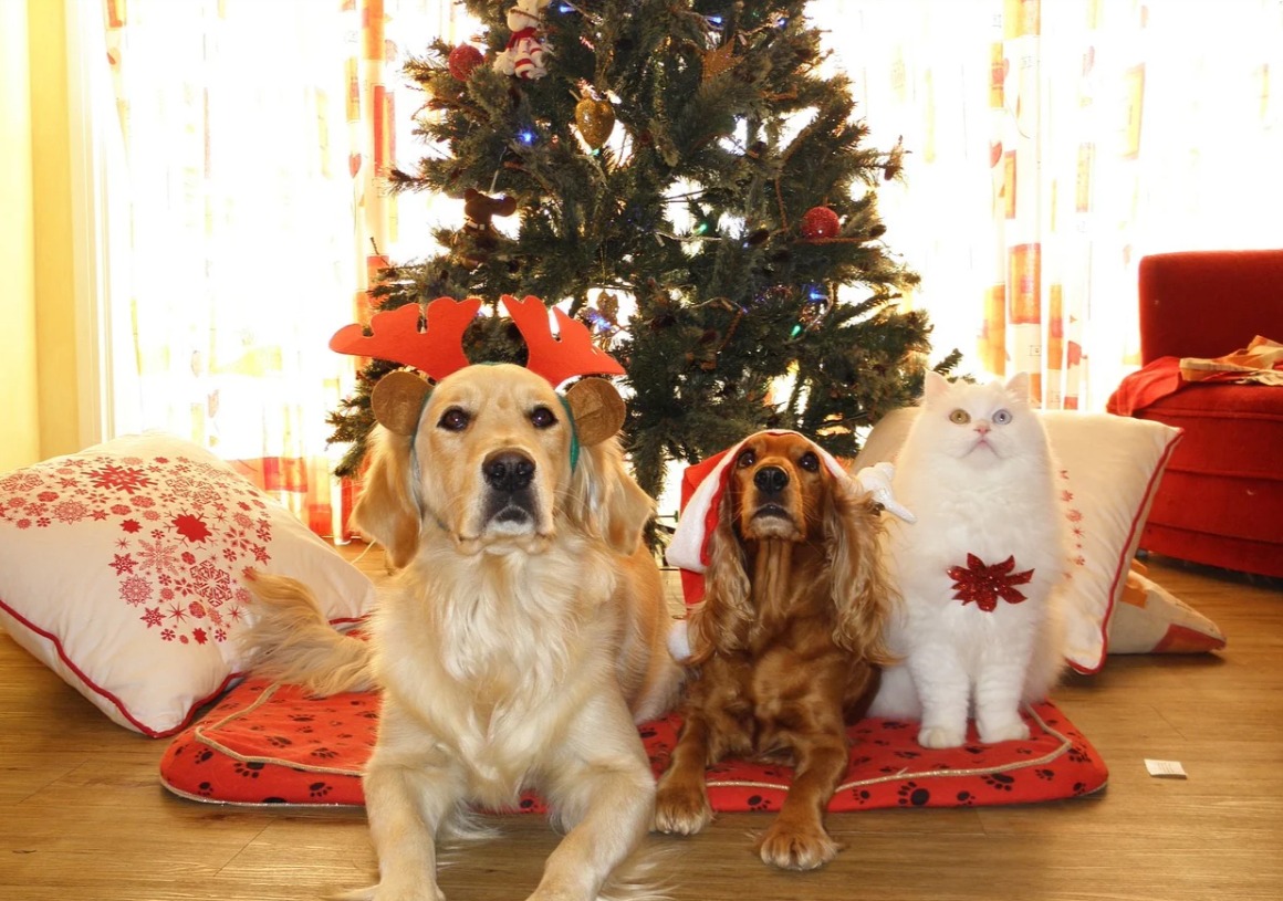 Befana 2021: le più belle idee regalo per i nostri pet