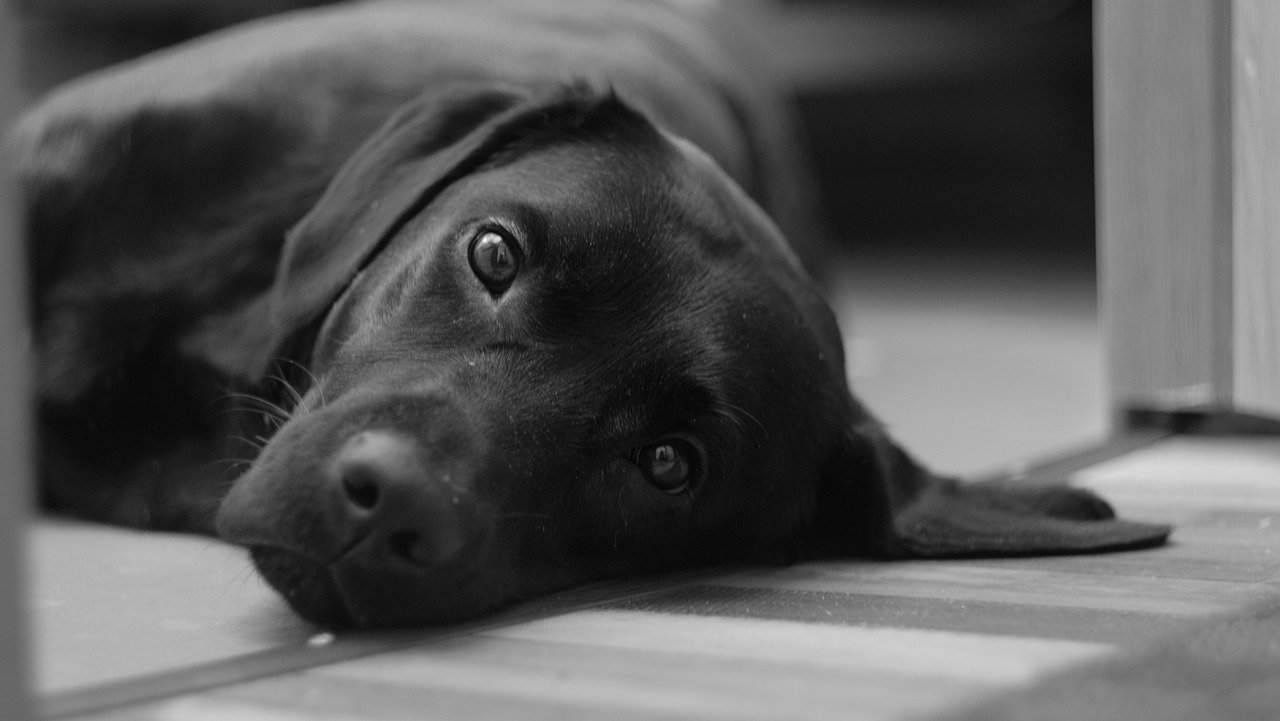 Cane legato ad auto e trascinato: è morto