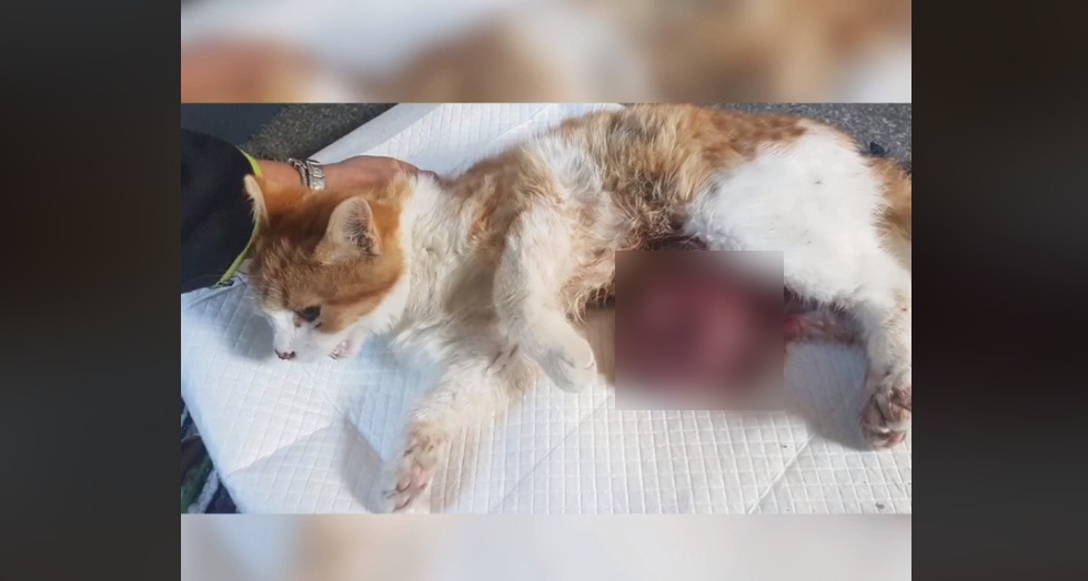Olbia, gattino investito all'Isola Bianca: soccorso con intestino di fuori