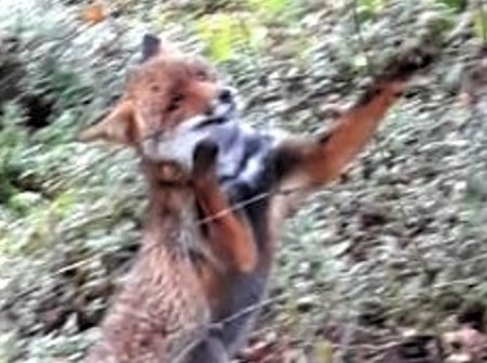 Sardegna: volpe nella trappola dei bracconieri salvata dai Forestali