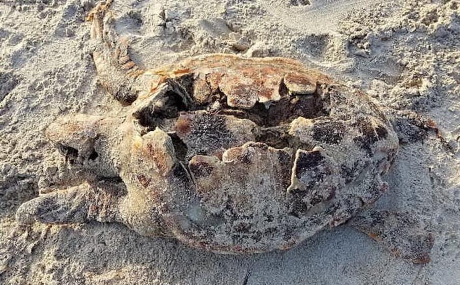 Tartaruga morta in spiaggia con carapace squarciato