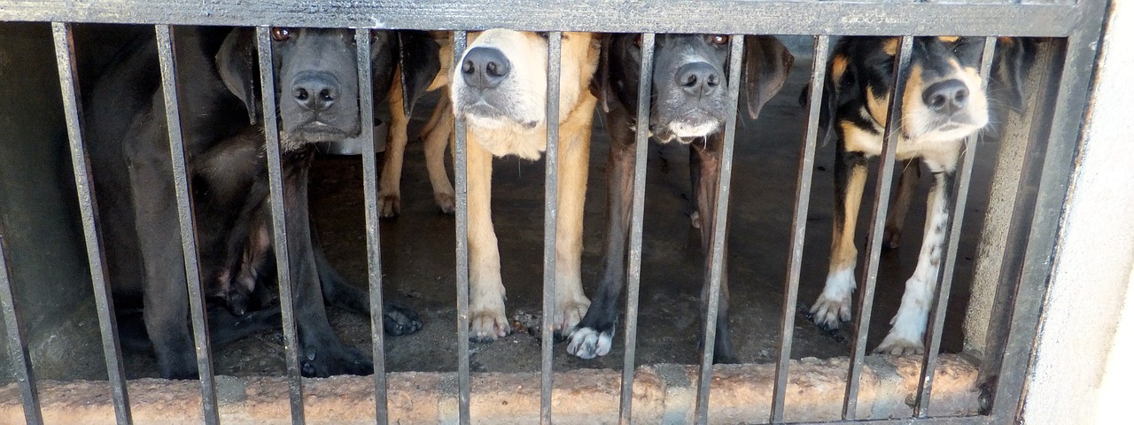 Badesi: il comune  lancia la campagna adozione cani