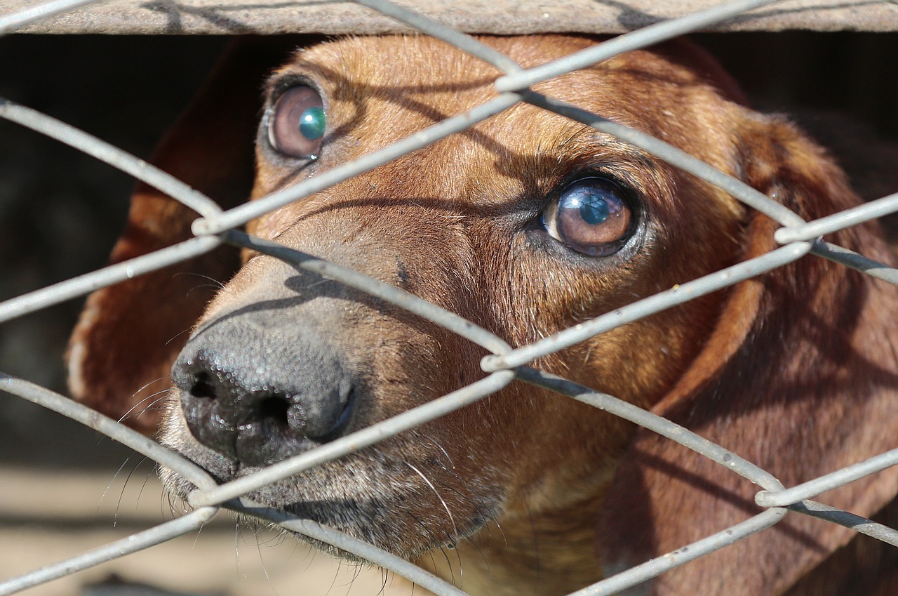 Sardegna: Tari scontata adottando un cane al canile municipale